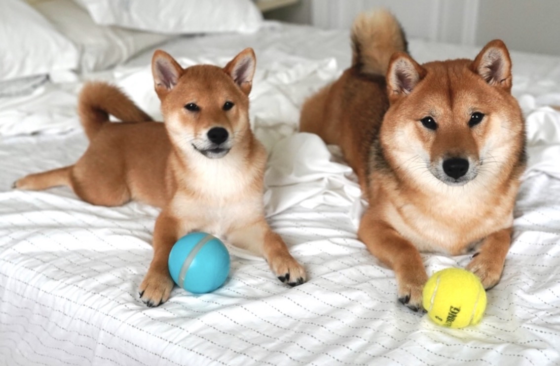 Two Shiba Inu dogs illustrating meme-coin culture