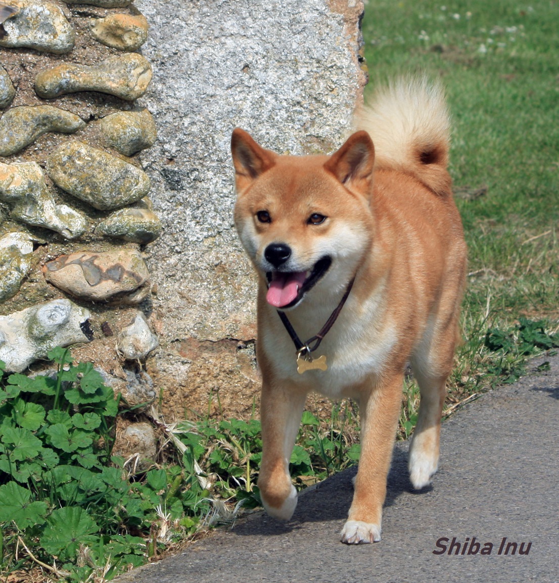 Shiba Inu dog illustrating Dogecoin