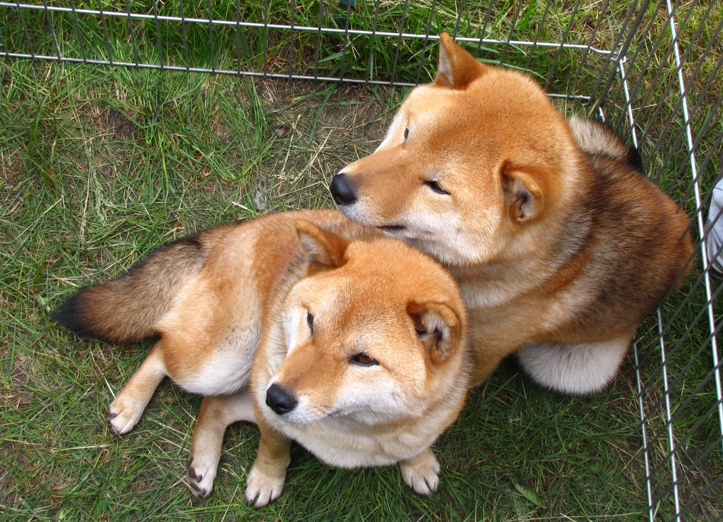 Two Shiba Inu dogs illustrating SHIB