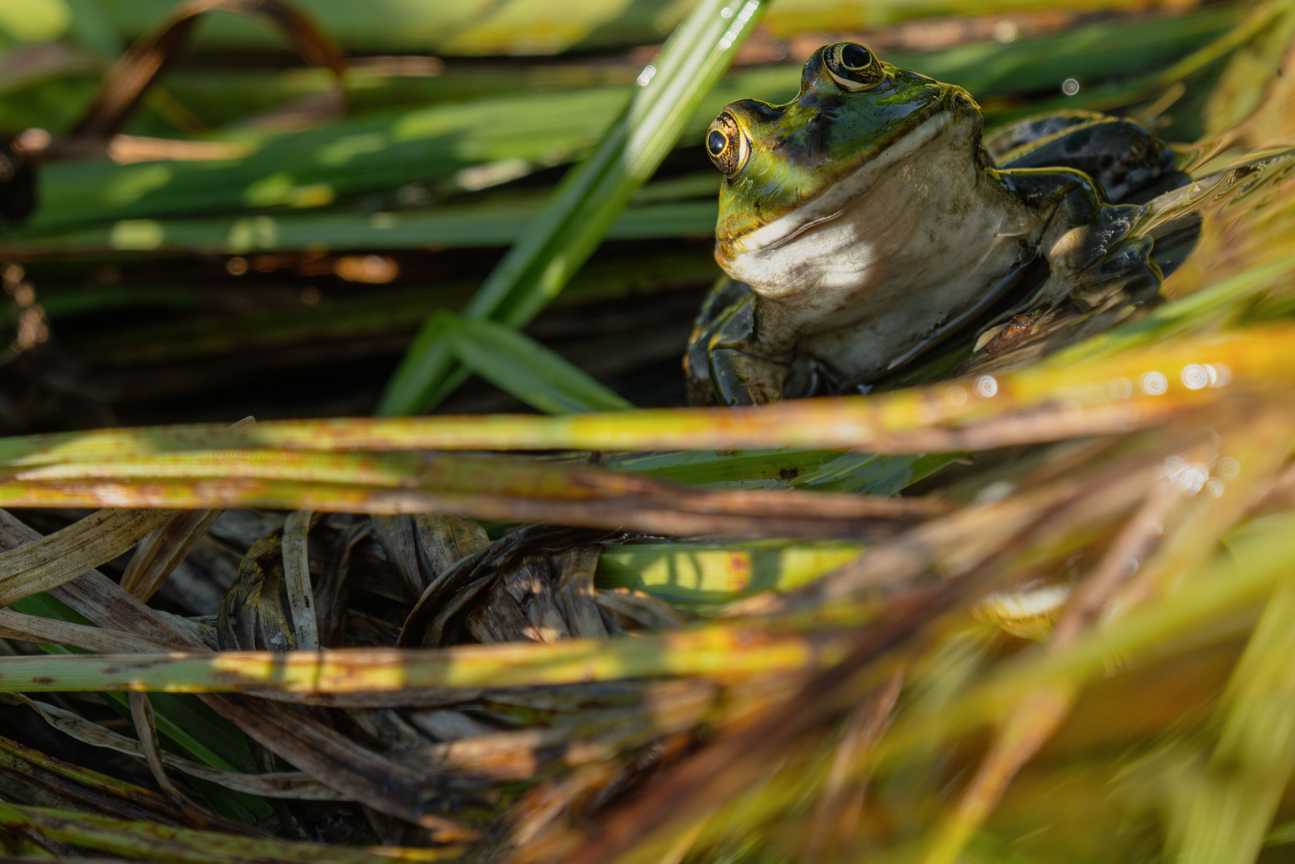 Green frog illustrating the PEPE meme coin category