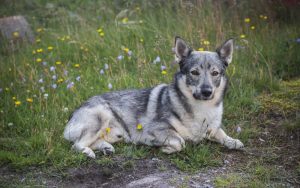 Dog resting outdoors for NetNapz Dogecoin coverage