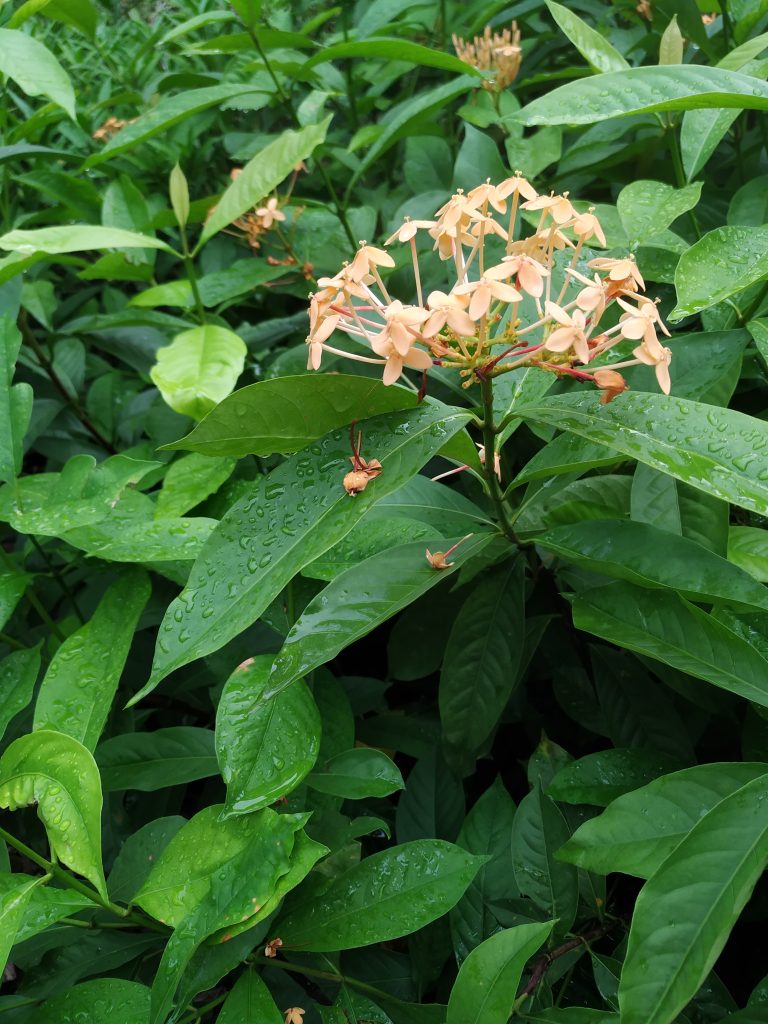 Vegetation in Singapore’s Fort Canning park, photographed in August 2023; the namesake of Enjin’s upgrade