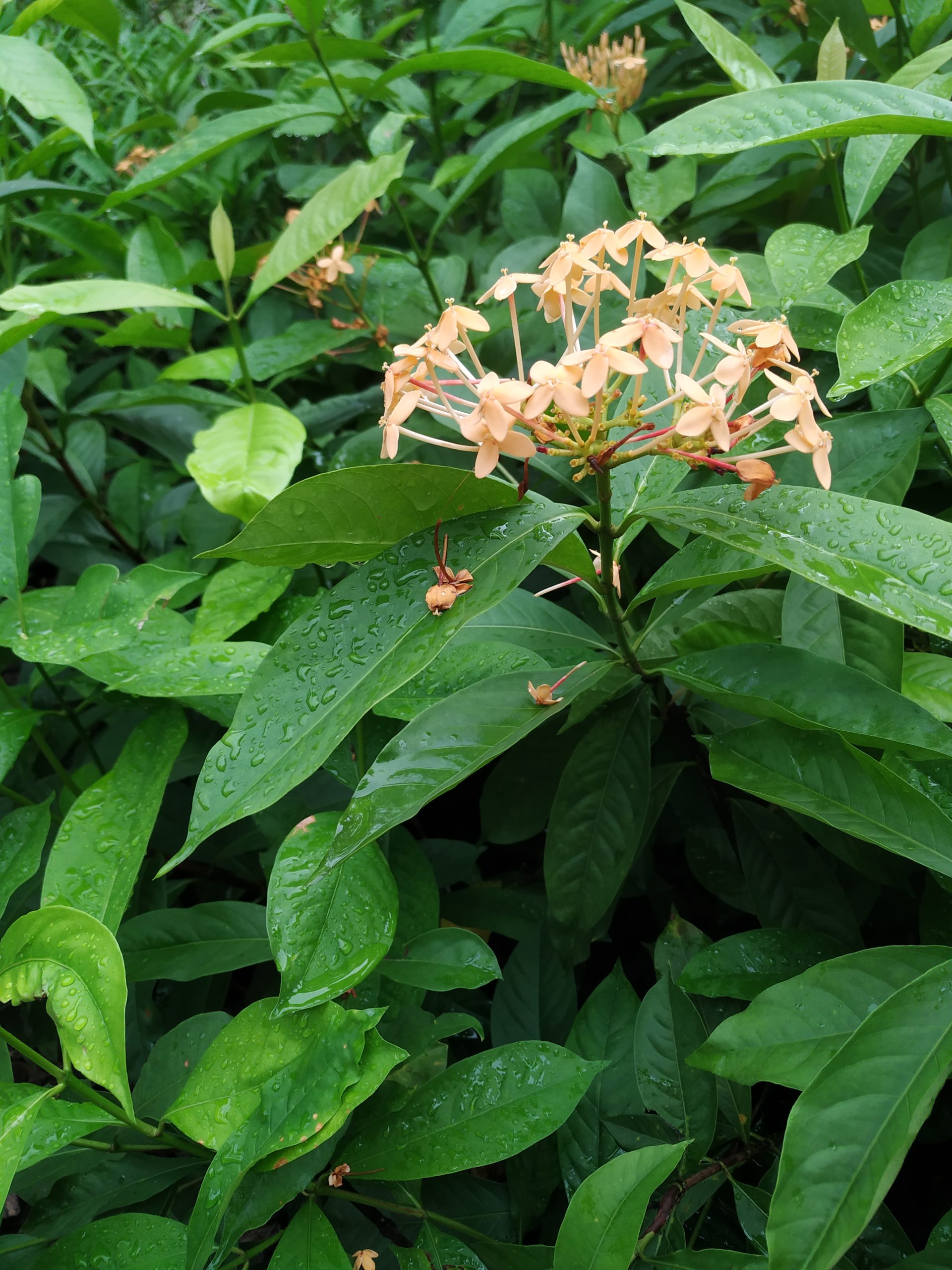 Vegetation in Singapore’s Fort Canning park, the namesake of Enjin’s proposed upgrade